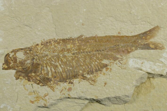 Bargain, 3.9" Fossil Fish (Knightia) - Green River Formation